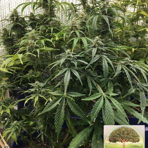 #epicgrowoff growlog timeline photo