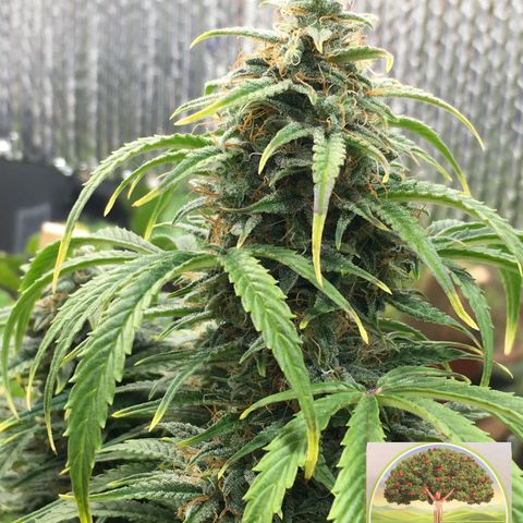 #epicgrowoff growlog timeline photo