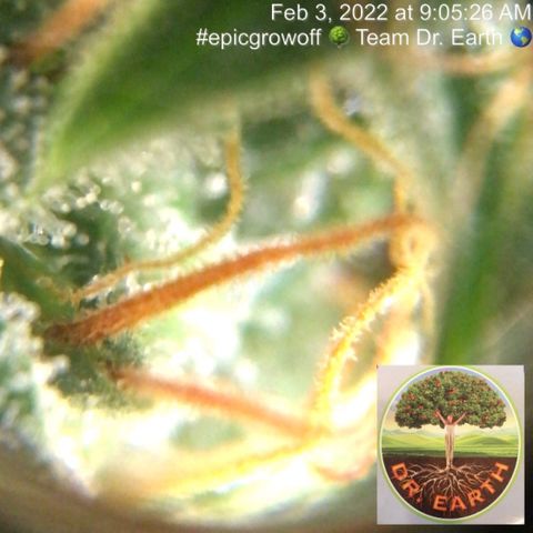#epicgrowoff growlog timeline photo