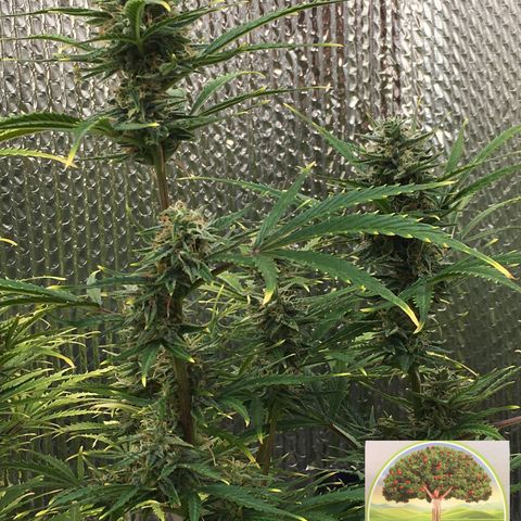 #epicgrowoff growlog timeline photo