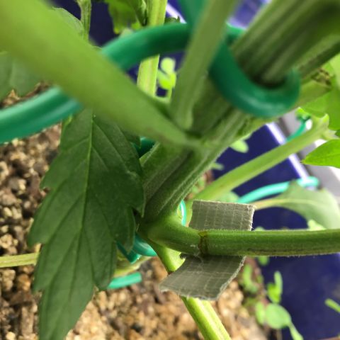 Bruce Banner growlog timeline photo