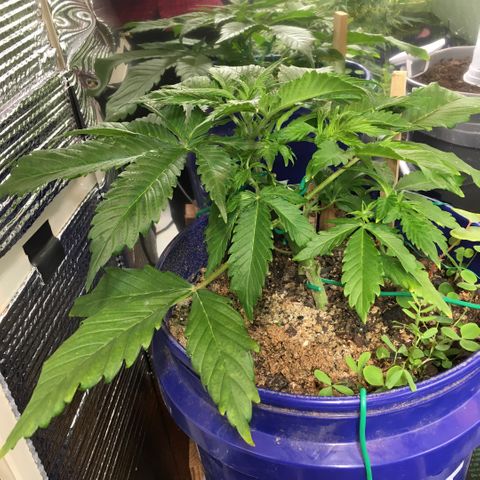Bruce Banner growlog timeline photo