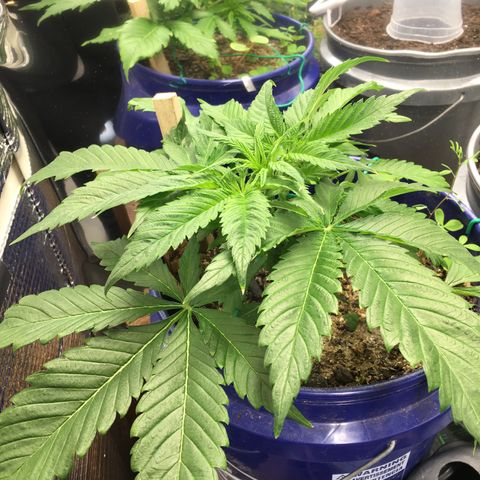 Bruce Banner growlog timeline photo