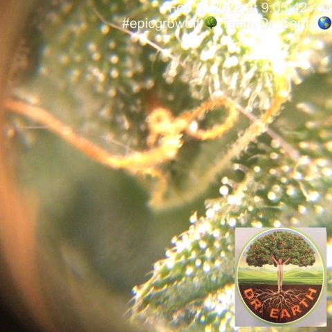 #epicgrowoff growlog timeline photo