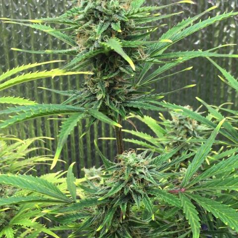 #epicgrowoff growlog timeline photo