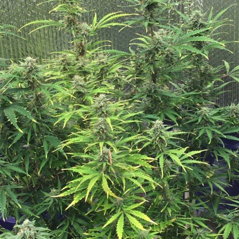 #epicgrowoff growlog timeline photo