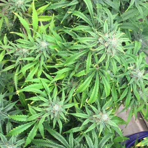 #epicgrowoff growlog timeline photo