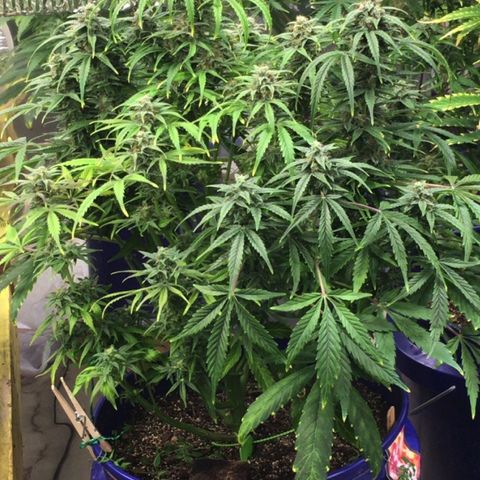 #epicgrowoff growlog timeline photo
