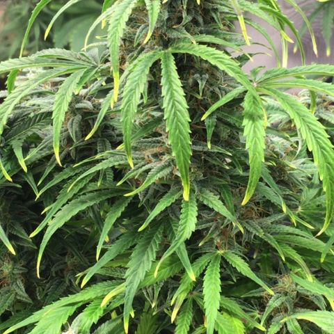 #epicgrowoff growlog timeline photo