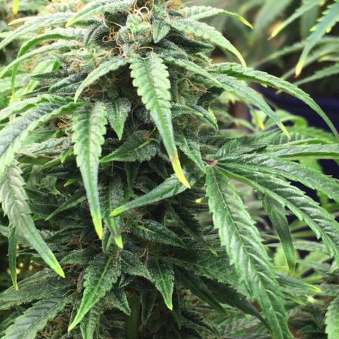#epicgrowoff growlog timeline photo