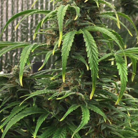 #epicgrowoff growlog timeline photo