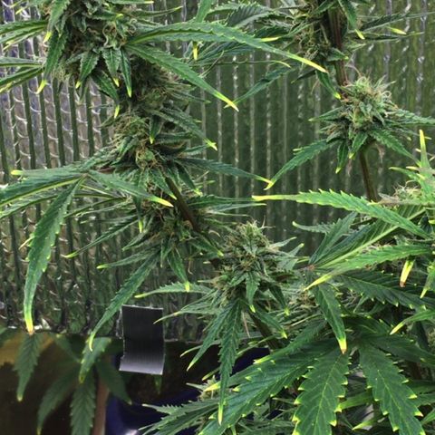 #epicgrowoff growlog timeline photo