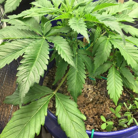 Bruce Banner growlog timeline photo