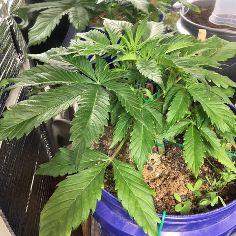 Bruce Banner growlog timeline photo