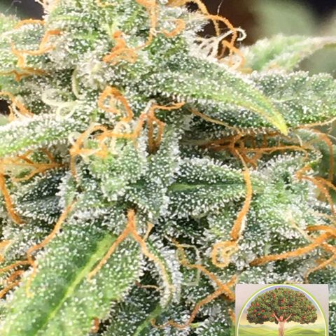 #epicgrowoff growlog timeline photo