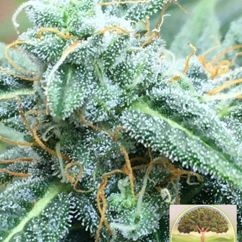 #epicgrowoff growlog timeline photo