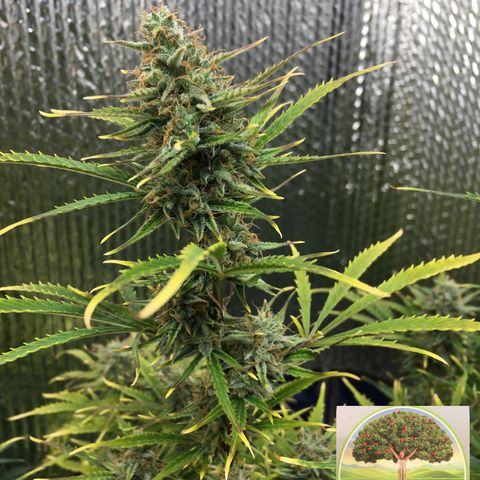#epicgrowoff growlog timeline photo