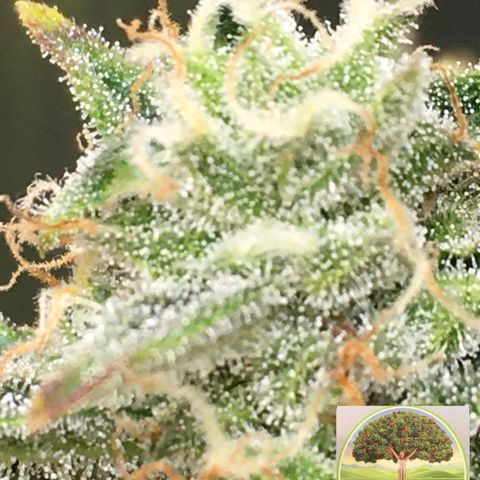 #epicgrowoff growlog timeline photo