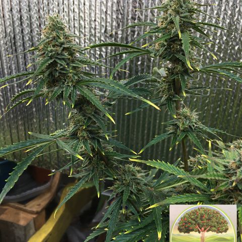 #epicgrowoff growlog timeline photo