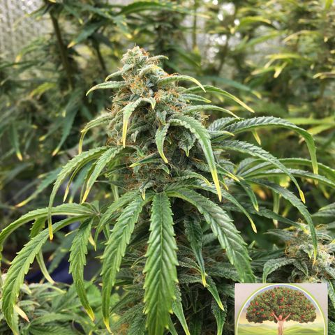 #epicgrowoff growlog timeline photo