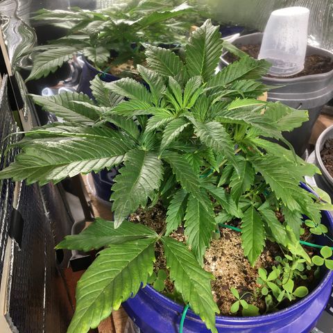 Bruce Banner growlog timeline photo