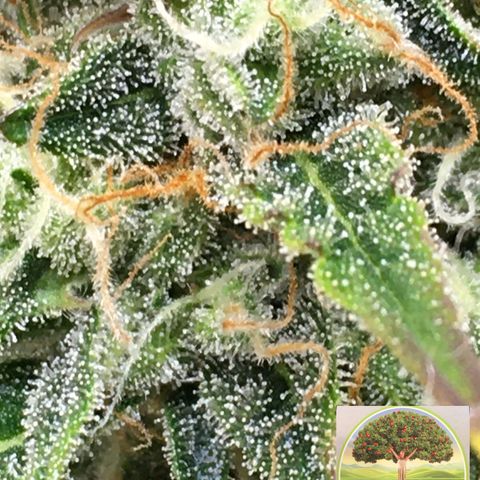 #epicgrowoff growlog timeline photo