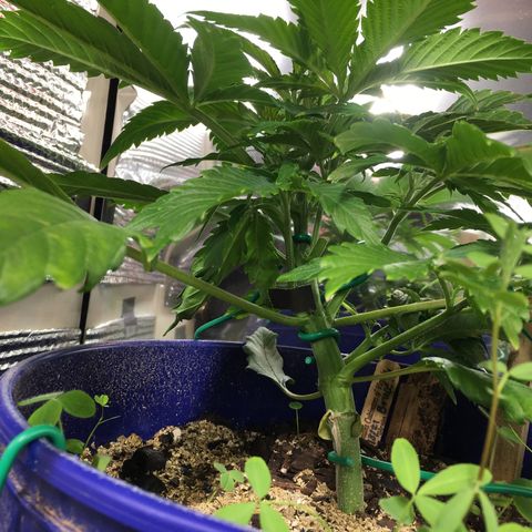 Bruce Banner growlog timeline photo