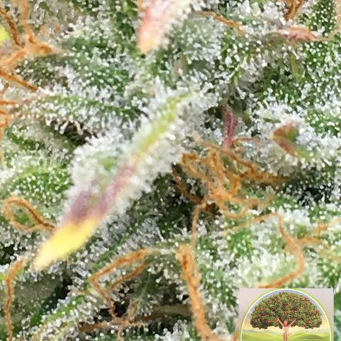 #epicgrowoff growlog timeline photo