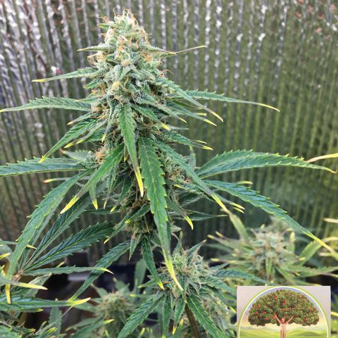 #epicgrowoff growlog timeline photo