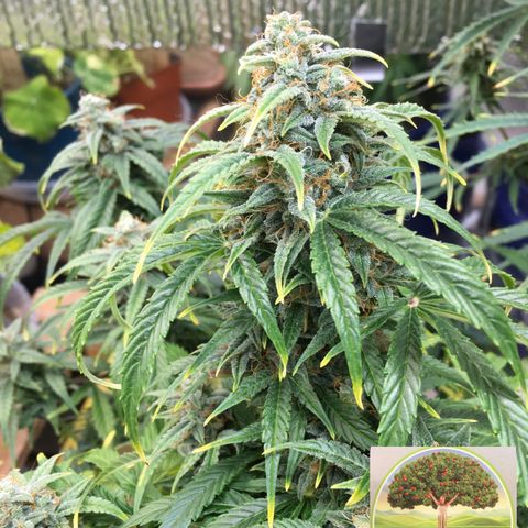 #epicgrowoff growlog timeline photo