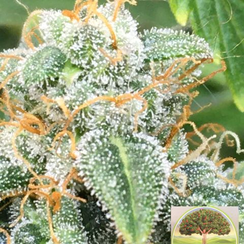 #epicgrowoff growlog timeline photo