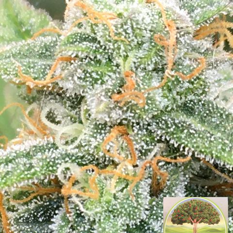 #epicgrowoff growlog timeline photo