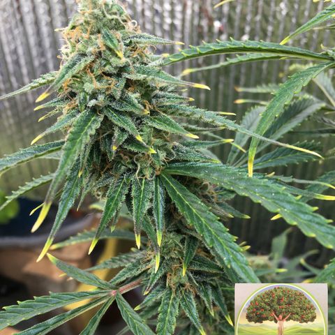 #epicgrowoff growlog timeline photo