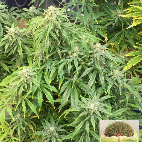 #epicgrowoff growlog timeline photo