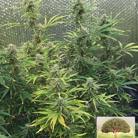 #epicgrowoff growlog timeline photo