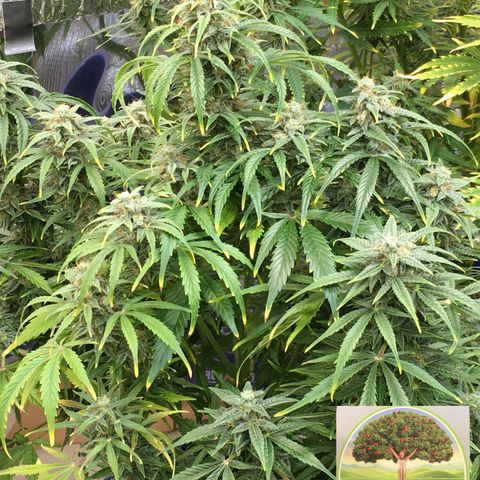 #epicgrowoff growlog timeline photo
