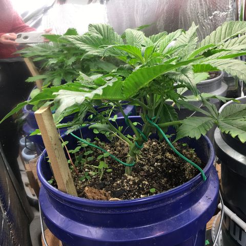 Bruce Banner growlog timeline photo