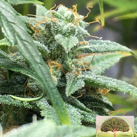 #epicgrowoff growlog timeline photo