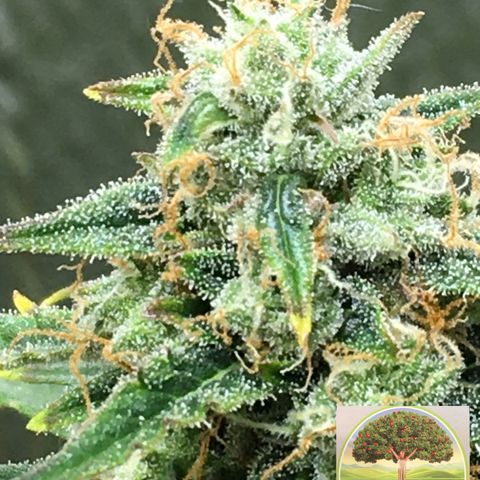 #epicgrowoff growlog timeline photo