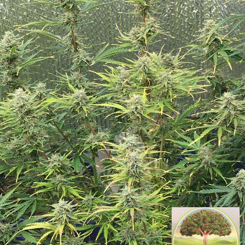 #epicgrowoff growlog timeline photo