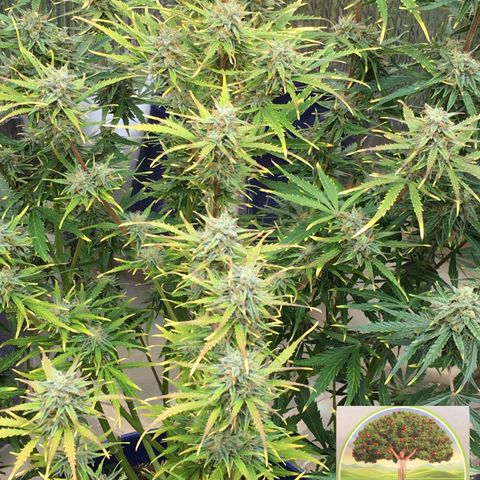 #epicgrowoff growlog timeline photo