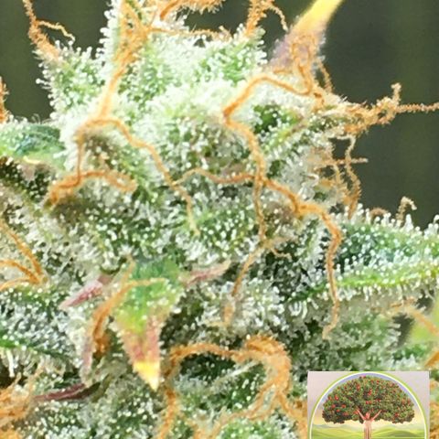 #epicgrowoff growlog timeline photo