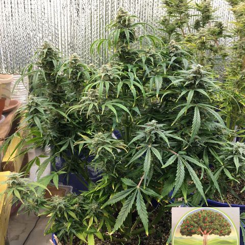 #epicgrowoff growlog timeline photo