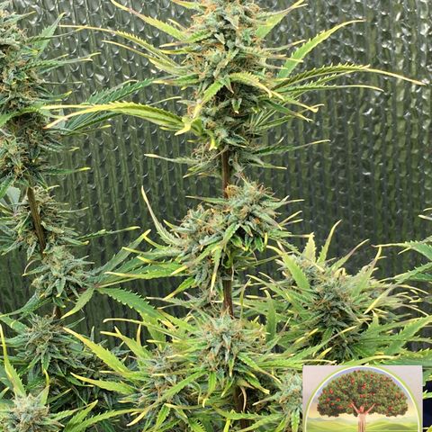 #epicgrowoff growlog timeline photo