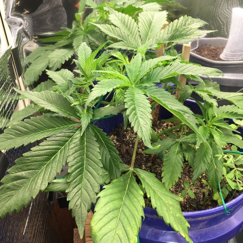 Bruce Banner growlog timeline photo