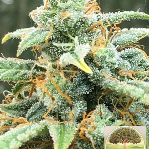 #epicgrowoff growlog timeline photo
