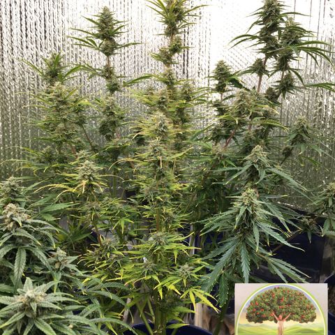 #epicgrowoff growlog timeline photo