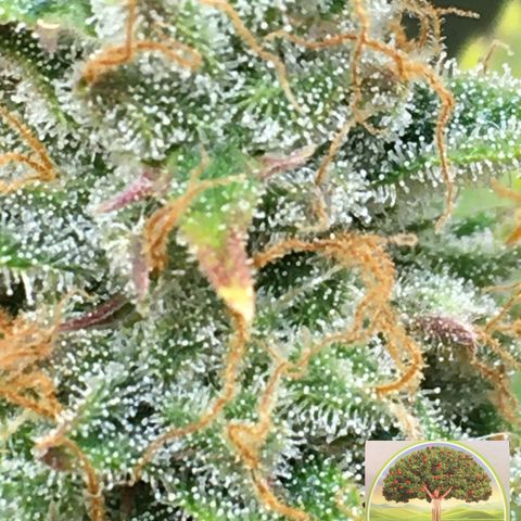 #epicgrowoff growlog timeline photo