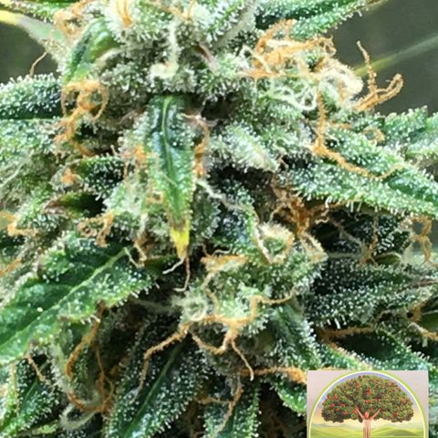#epicgrowoff growlog timeline photo