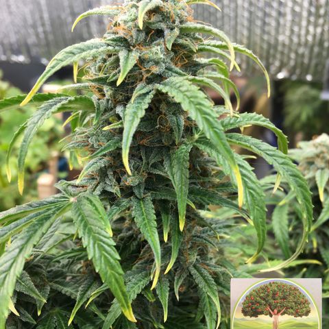 #epicgrowoff growlog timeline photo